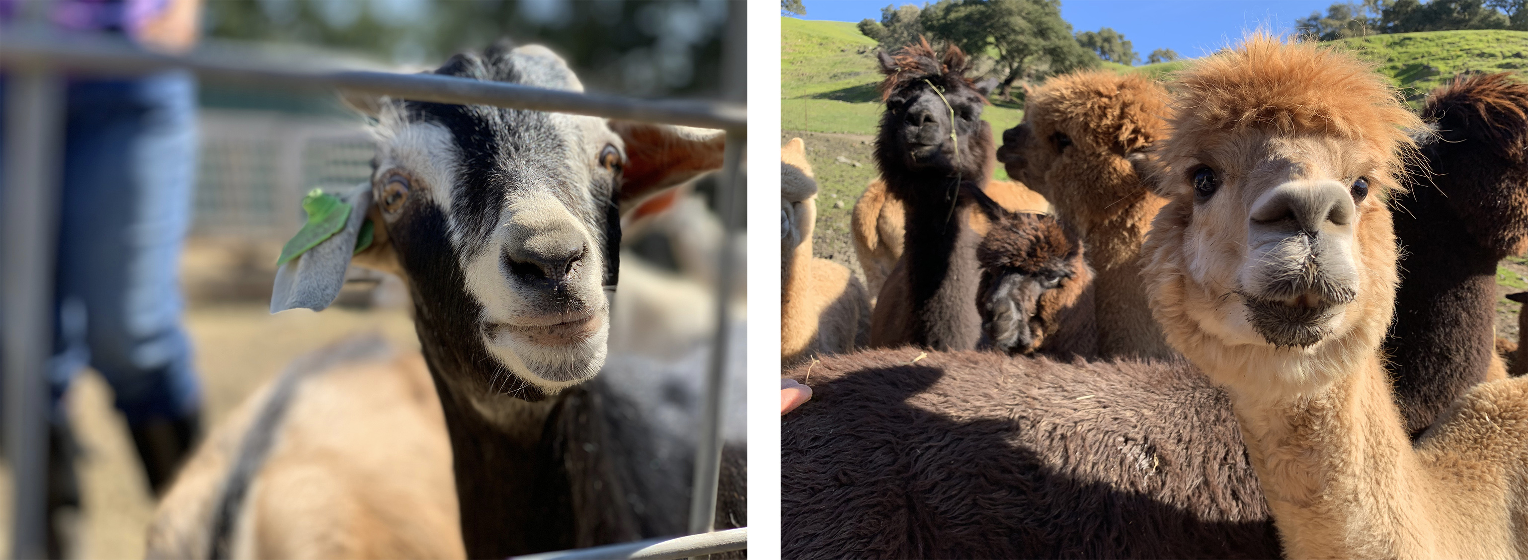 A weekend at a llama sanctuary and a goat farm
